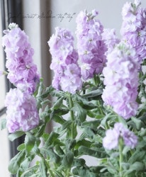 ���֥餵��Υ��ꥸ�ʥ롡���ȥå� �إ��󥰥졼���� ��٥����