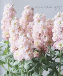 ���֥餵��Υ��ꥸ�ʥ롡���ȥå� �إ��󥰥졼���� ���ץꥳ�å�