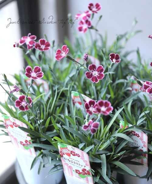 ダイアンサス いちごドロップ 花日和オリジナル品種 すべての商品 Junk Sweet Garden Tef Tef