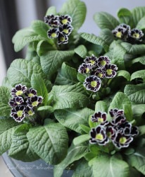 �ץ��顡�إ���С��졼���֥�å���