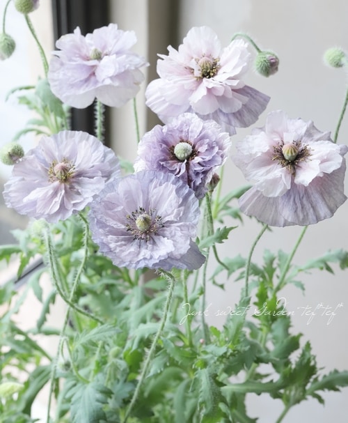 �������ݥԡ����إ��᡼���󥰥��쥤�١�����������