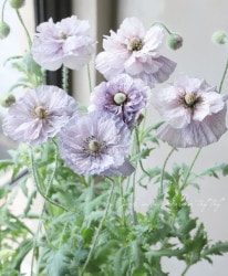 �������ݥԡ����إ��᡼���󥰥��쥤�١�����������