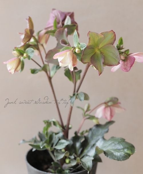 クリスマスローズ Ice N'roses 氷の薔薇 『ロザリ』 | すべての商品