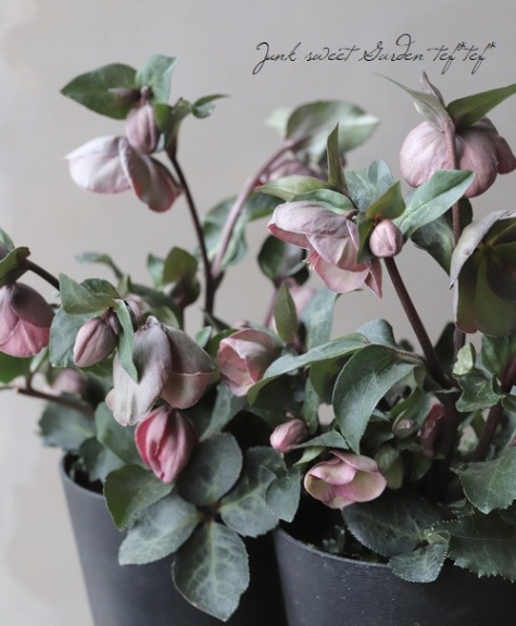 ヒ*ロ様 ❤️プクプク新芽❤️121⭐️極上⭐️【ソレイユ】クリスマス