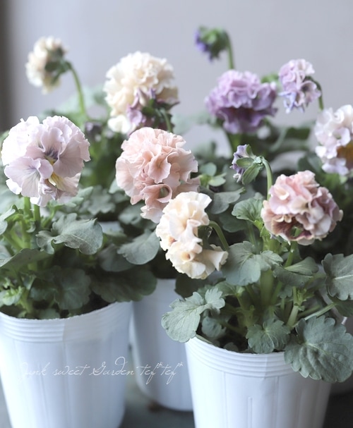 まっちゃん パンジー フリル アンティークラッフル 3.5号 8つセット