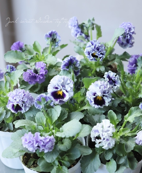 ○松原園芸さんパンジー 『アンティークラッフル』 フリルブルー