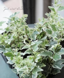 إǥ顡ŷȤ񤭡 व󥪥ꥸʥ