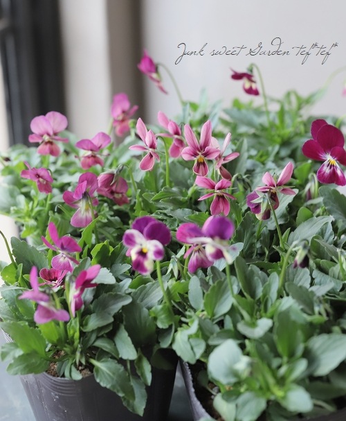 みもとコラボビオラ 『ア119』 | すべての商品 | | Junk sweet Garden