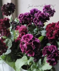 ƣɥѥ󥸡ɥȥͥå إ