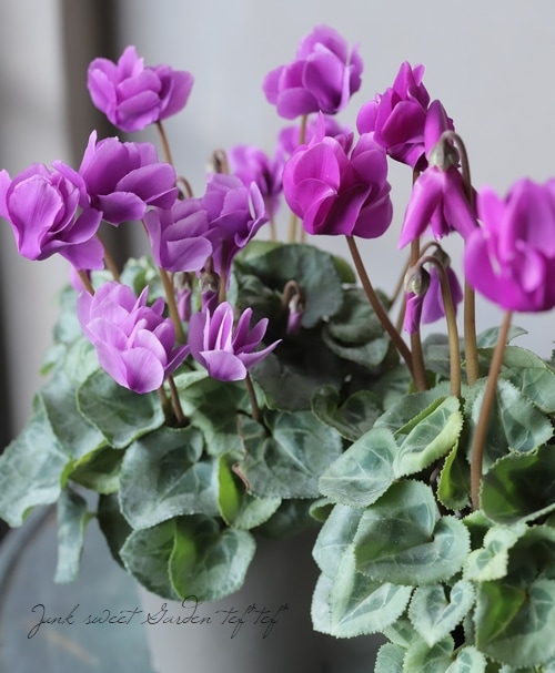 レア希少！ミニシクラメン 『フェアリーピコバイオレット』 【Dタイプ