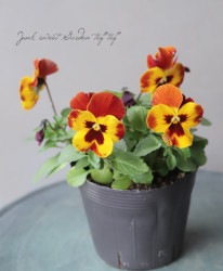 ���إѥ󥸡�����餯�إ��ץꥳ�åȥƥ��١��Ѥ��餭��A