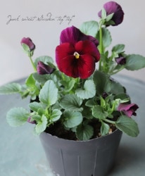 ����臘�������ꥸ�ʥ�ӥ��顡�إ�󥴤λ��� ���Ѥ��餭��A