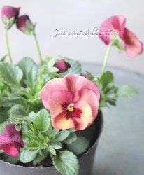 ��臘�������ꥸ�ʥ�ӥ��顡�إ�󥴤λ��� ���Ѥ��餭��B