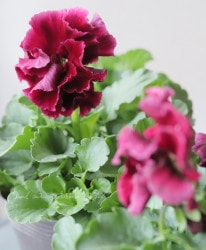 臘ꥸʥӥ顡إޥ꡼꡼ ڥ磻