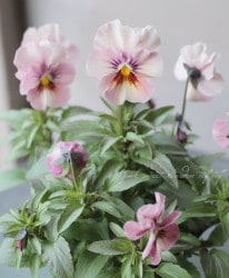 �����إѥ󥸡����ʥ���� �إ֥��󥺥������ɡ� ���Ѥ��餭��A