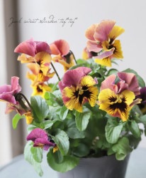 �ե�󥸥ѥ󥸡����إߥ奷��� ���Ѥ��餭��A