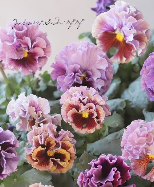 フリルパンジー 『パルムディレーヌ』 ディープ | すべての商品