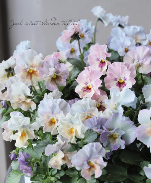 ☆もりもり！特選品☆ フリル咲きパンジー 『シエルブリエ』 花日和