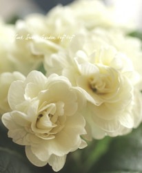 Ȭ�ź餭�ץ��顡�٥�꡼�ʡ��إ��꡼���