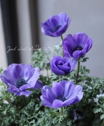 ��2ǯʪ���� -�����-�ۥ��ͥ�͡��ݥ�� �إ֥롼��