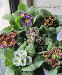 �ץ��顦����ꥢ�󡡡إ�͡١����å����顼