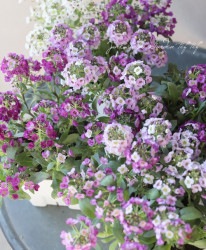 �������ȥ���å��ࡡ�إ�٥�����������ȡ�