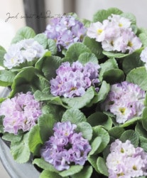 �ץ��顦�ץ���ʥ���ꥢ�� ������� �إ֥롼����С���