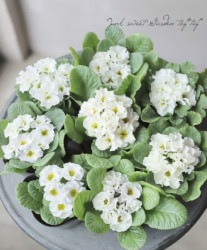 �ץ��顦�ץ���ʥ���ꥢ�� ������� �إۥ磻�ȡ�