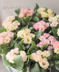 �Х�餭�ץ��顦����ꥢ�󡡡إ��ץꥳ�åȡ١��������ޤ���