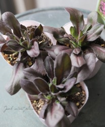 ����͡��ڥ�ǥ�顡�إ��꡼�ʡ١�