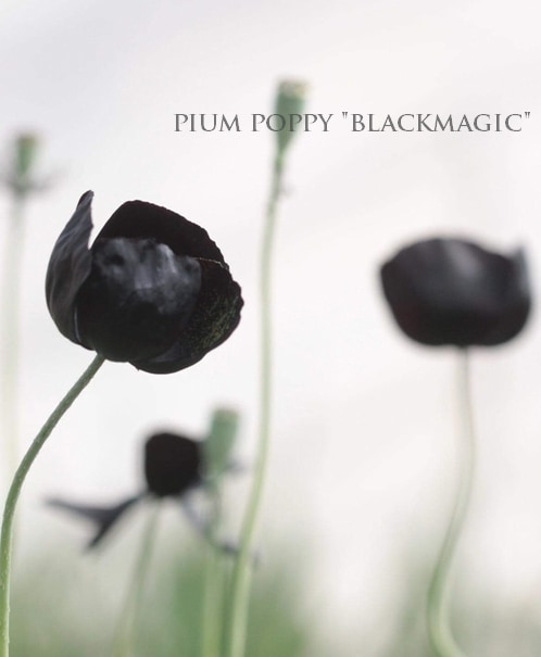 希少 黒花ポピー ブラックマジック すべての商品 Junk Sweet Garden Tef Tef