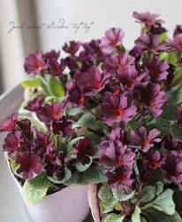 �ץ��顦����ꥢ�󡡡إ���ƥ��������磻���