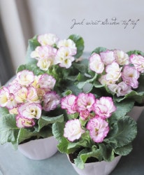 �ߤ�ȱ�ݤ���Υץ��顦�����ࡡ��B�����ס�