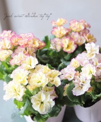 �ߤ�ȱ�ݤ���Υץ��顦�����ࡡ��D�����ס�