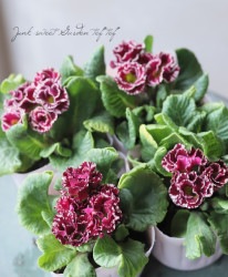 �ߤ�ȱ�ݤ���Υץ��顦�����ࡡ��F�����ס�