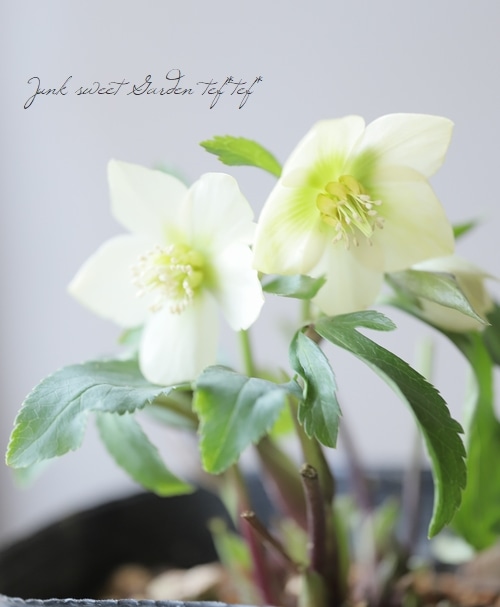 横山園芸】 クリスマスローズ 『プチドール』 【B】 | すべての商品