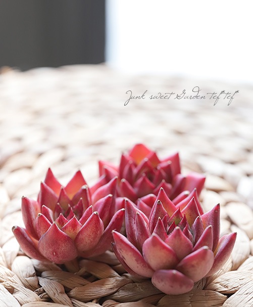 多肉植物】 『レッドスーパーコロン』エケベリア属 韓国苗 | すべての