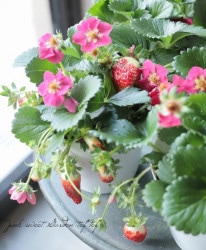 �ڲ����ڱ�ۻ͵��ʤꥤ�������إ����ǥ󥹥ȥ��٥꡼�� �ԥ󥯲�