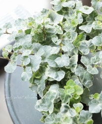 ݤΥإǥ顡إС㡼ߡ