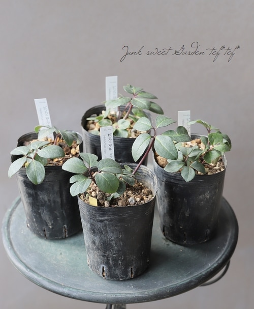 横山園芸さん】 原種系ヘレボラス(クリスマスローズ) 『H.niger