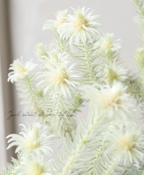 フィリカ・プベッセンス 『ワフトフェザー』 【Bタイプ】 | すべての