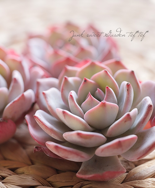 raulensisu 中(韓国苗) raulensisu 中(韓国苗) 韓国苗 エケベリア おまかせ5種類セット 多肉