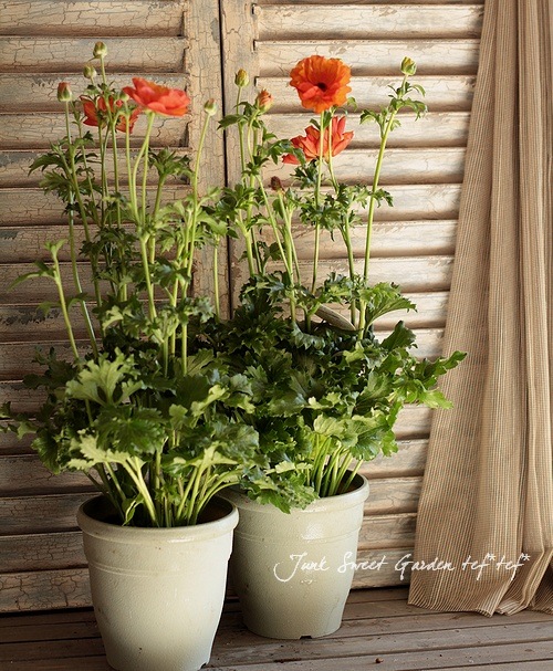 ラナンキュラス ラックスシリーズ 『ミノアン』 綾園芸さん育種