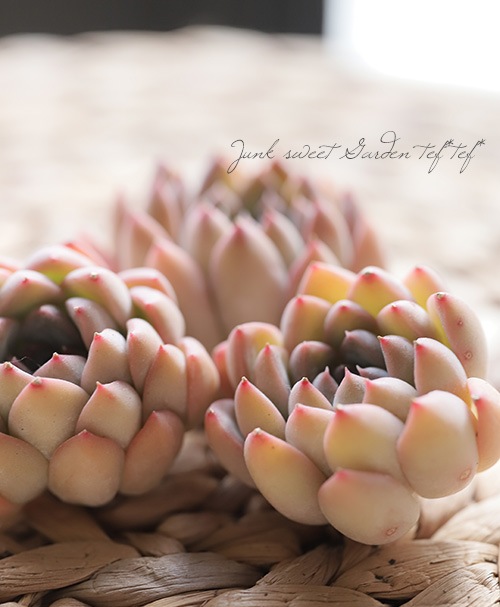 か*ん様 H725　バンシー　16株　抜き苗　多肉植物 エケベリア 韓国苗 16株の抜き苗セット】ピンクウィッチ 多肉植物 佐川急便発送