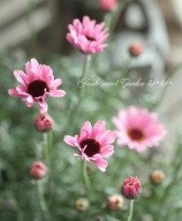 �������󥻥ޥࡡ�إץ��ޥ�����١�