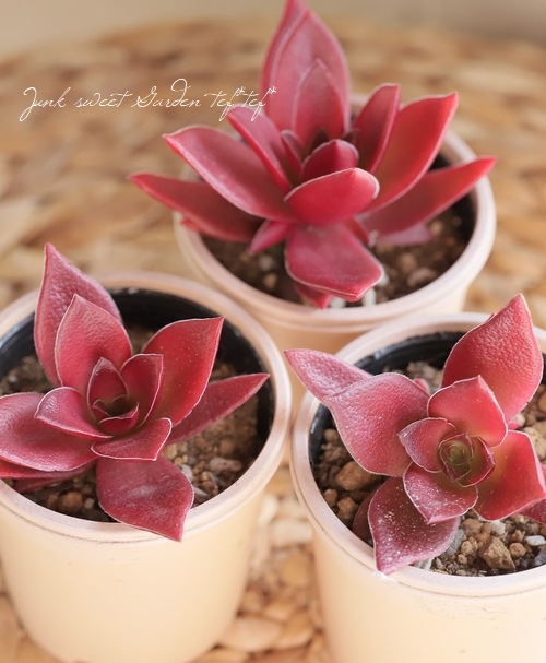 多肉植物】 『紅葉祭』 クラッスラ属 いとうぐりーん | すべての商品