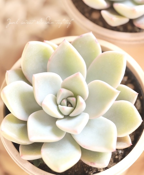 多肉植物 ピンクプリティ グラプトベリア属 いとうぐりーん すべての商品 Junk Sweet Garden Tef Tef