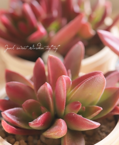 多肉植物  クラッスラ ルブリカウリス　キャンディケイン 抜き苗 1月10日【多肉植物】星系以外のクラッスラ | 多肉、虫好きの