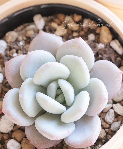 Top【選抜株】多肉植物　361481アイスクリーム パフ　80個　鉢無し/脱土 000000017101_pHaGUcE.jpg