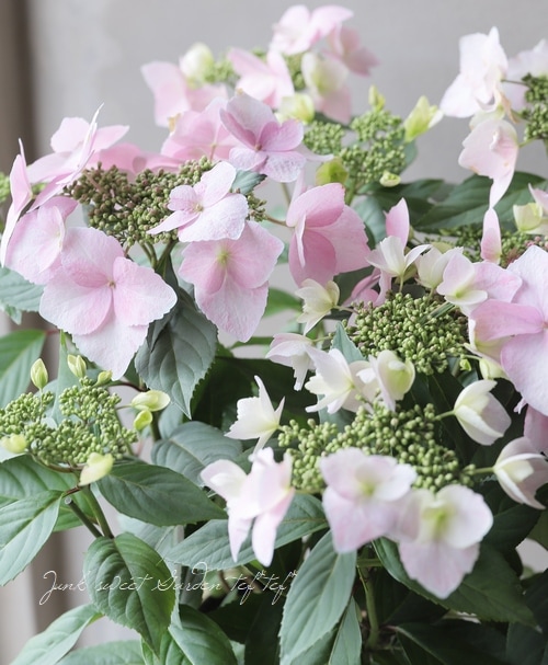 ART JUNKIE King @ARTJUNKIETOKYO POP UP ART JUNKIE King Pacara